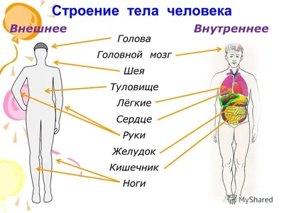 Обучающий стенд для ДОУ «Анатомия человека» с индукционной петлей заказать  по выгодной цене