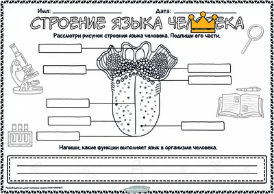 Анатомия для детей набор строение тела человека и внутренние органы для  юных исследователей BabeZonn 25908074 купить в интернет-магазине Wildberries