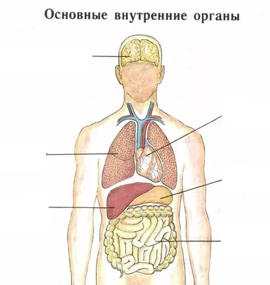 Купить Анатомия и физиология. Атлас-раскраска Кэпит У., Мейси Р., Мейсами  Э. | Book24.kz