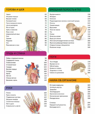 анатомия человека пособие органы