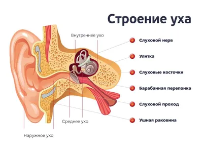 Зубы у детей — сколько должно быть, как растут, фото в статье экспертного  журнала Startsmile.ru