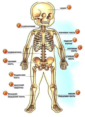 Строение человека в картинках для детей