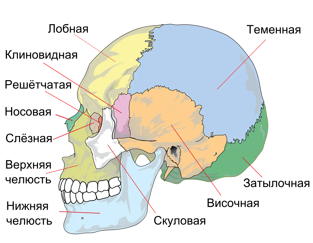 Кости головы человека фото с описанием