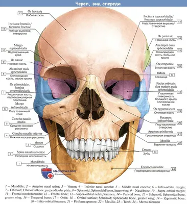Строение черепа человека: артикуляционные поверхности