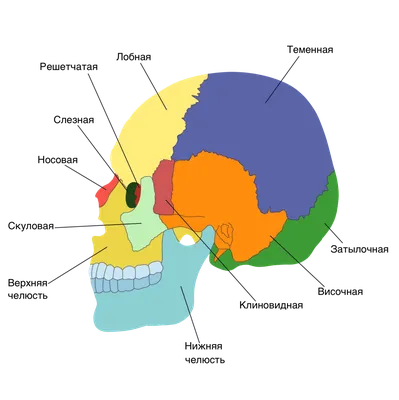 Картинка черепа человека: глазницы и височные кости