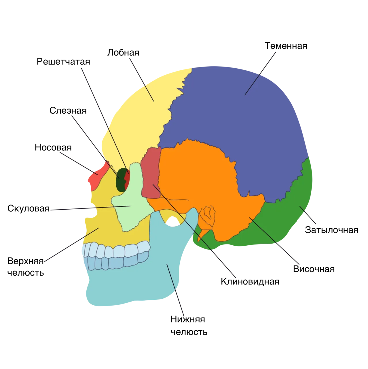 Отделы черепа человека. Кости мозгового и лицевого отдела черепа. Череп строение мозговой отдел лицевой отдел. Теменная кость черепа анатомия человека. Швы мозгового отдела черепа анатомия.