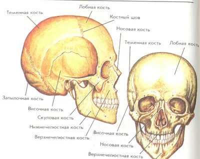 Изображение черепа человека: зубы и челюсти