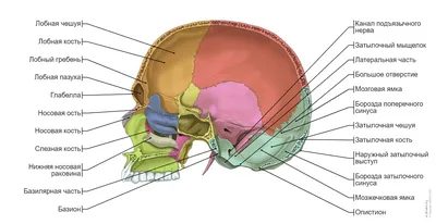 Фотография черепа человека: костные швы