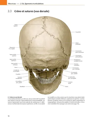 Фото черепа человека: анатомические особенности