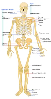 Картинка черепа человека: эволюция черепа