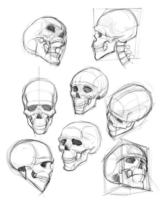 Изображение черепа человека: сравнение с другими видами