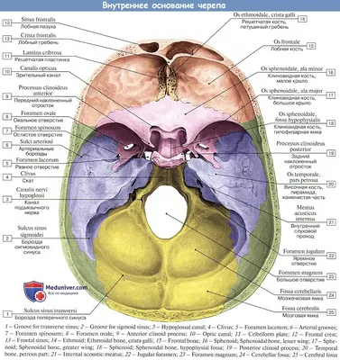 Картинка черепа человека: головной мозг и спинной мозг