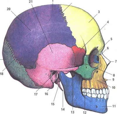 Строение черепа человека: головной мозг и его функции