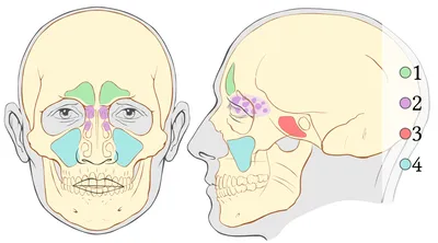 Фотография черепа человека: кровеносная система головы
