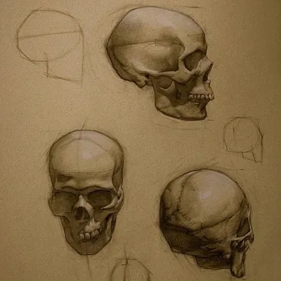 Строение черепа человека: анатомия глаз