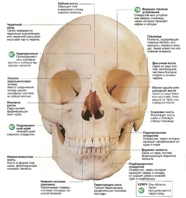 Картинка черепа человека: слуховые органы и их функции