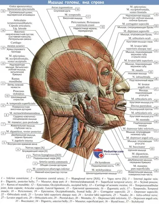 Фотография черепа человека: осязательные рецепторы
