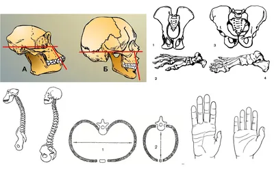 Строение черепа человека: сравнение мужского и женского черепа