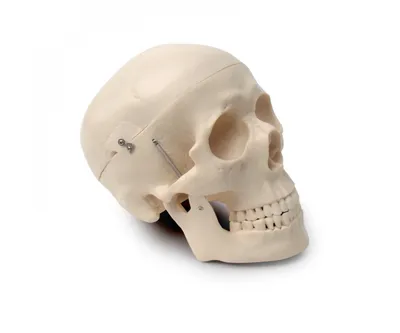 Фото черепа человека: возрастные изменения черепа