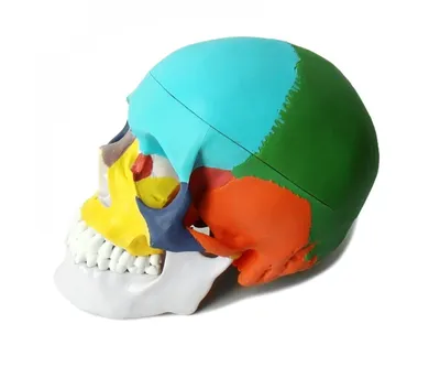 Строение черепа человека в формате JPG