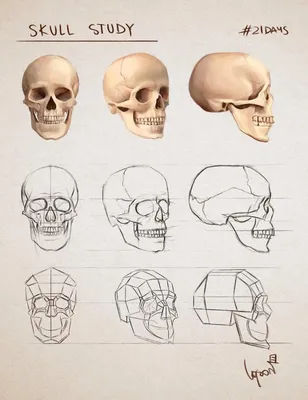 Картинка черепа человека для скачивания в PNG