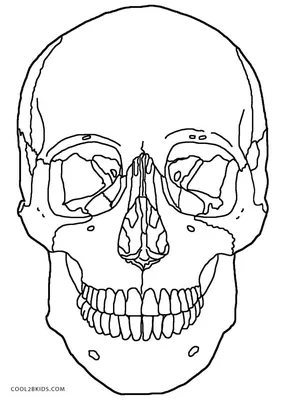 Фото строения черепа человека