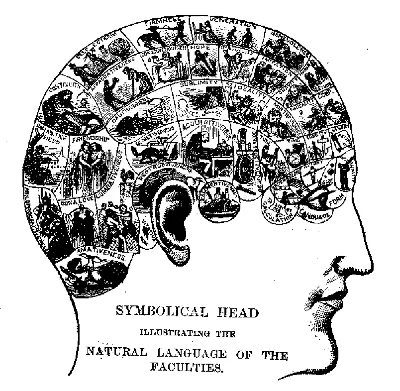 Изображение черепа человека в формате WebP