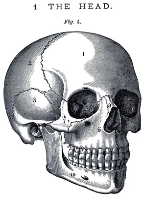 Картинка черепа человека для анатомического изучения