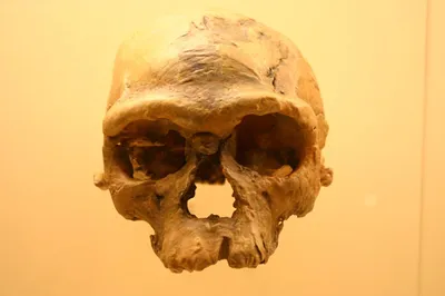Структура черепа человека на фото