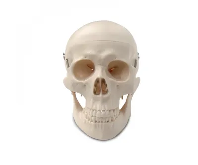 Изображение черепа человека для обучения анатомии