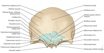 Изображение черепа человека для детального изучения