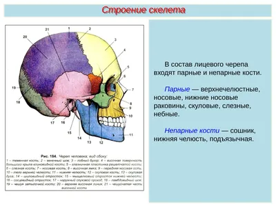 Фотография черепа человека для научных исследований