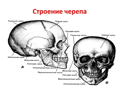 Изображение черепа человека: анатомический аспект
