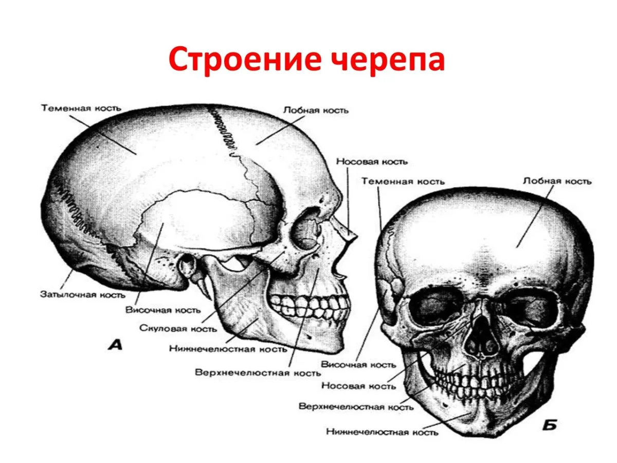 Череп анатомия презентация