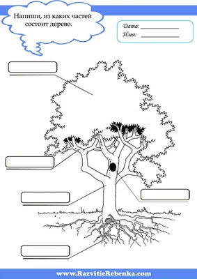Деревья. Веточки деревьев. Листья. Знакомим детей с названиями деревьев.  Запоминаем как выгл… | Обучающие игры для дошкольников, Природоведение,  География для детей