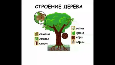 19. Строение растений. Часть 2 - YouTube