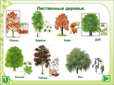 Строение дерева🌳 - YouTube