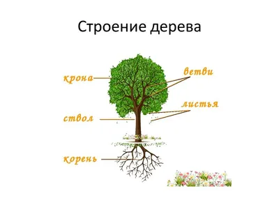 деревья картинки для детей с названиями: 5 тыс изображений найдено в  Яндекс.Картинках | Растения, Дерево, Для детей