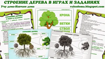 СТРОЕНИЕ ДЕРЕВА\" в играх и заданиях | Садоводство для детей,  Природоведение, Наглядные учебные пособия