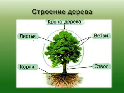 РАЗВИТИЕ РЕБЕНКА: Строение Дерева. Листья Деревьев. | Листья, Растения,  Лекарственные растения