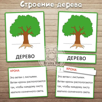 Строение дерева Монтессори