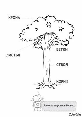 Раскраска строение дерева строение дерева...