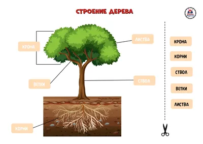 Раскраска Строение дерева распечатать - 1 класс