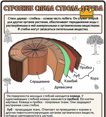 ДРЕВЕСНАЯ ФЛОРА СКАНКПАНКА. Деревья. | СКАНКПАНК | Дзен