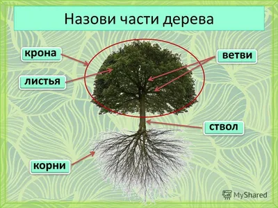 Конспект урока: Окружающий природный мир \"Строение дерева\" 2 класс