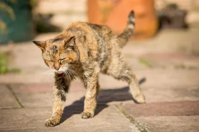 Как нарисовать кошку, кота, котенка видео уроки для детей » Рисуем кошечек,  котов и котят легко поэтапно карандашом и красками