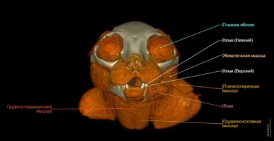 КТ-анатомия головы и шеи кошки : нормальная анатомия | vet-Anatomy