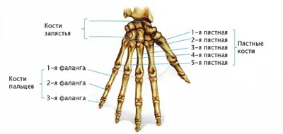 Строение руки человека: фото в формате JPG