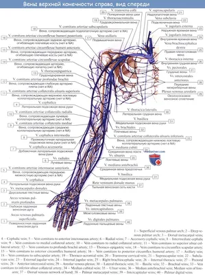 Фотография руки человека: с примерами возможных повреждений в формате PNG