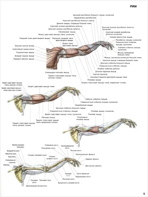 Фото руки человека: с подписями для медицинского обучения в формате JPG